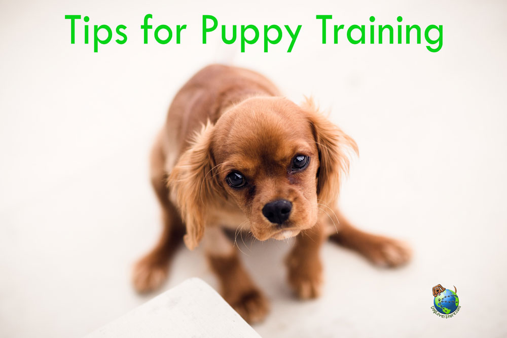 Important Pointers to Puppy Training DogLoverStore