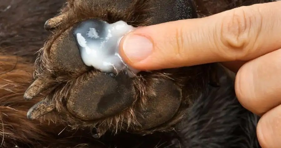 How to Get Rid of Cysts on Dogs Paws Causes & Easy Home Remedies