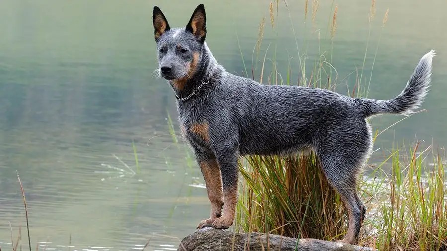 Australian Shepherd Blue Heeler Mix | Pros & Cons Of Owning This Breed