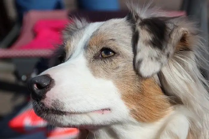 Mini Australian Shepherd Pros, Cons, Heath Issues