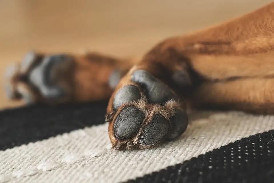 Dog Chewing Paws Remedy 8 Simple Home Treatments