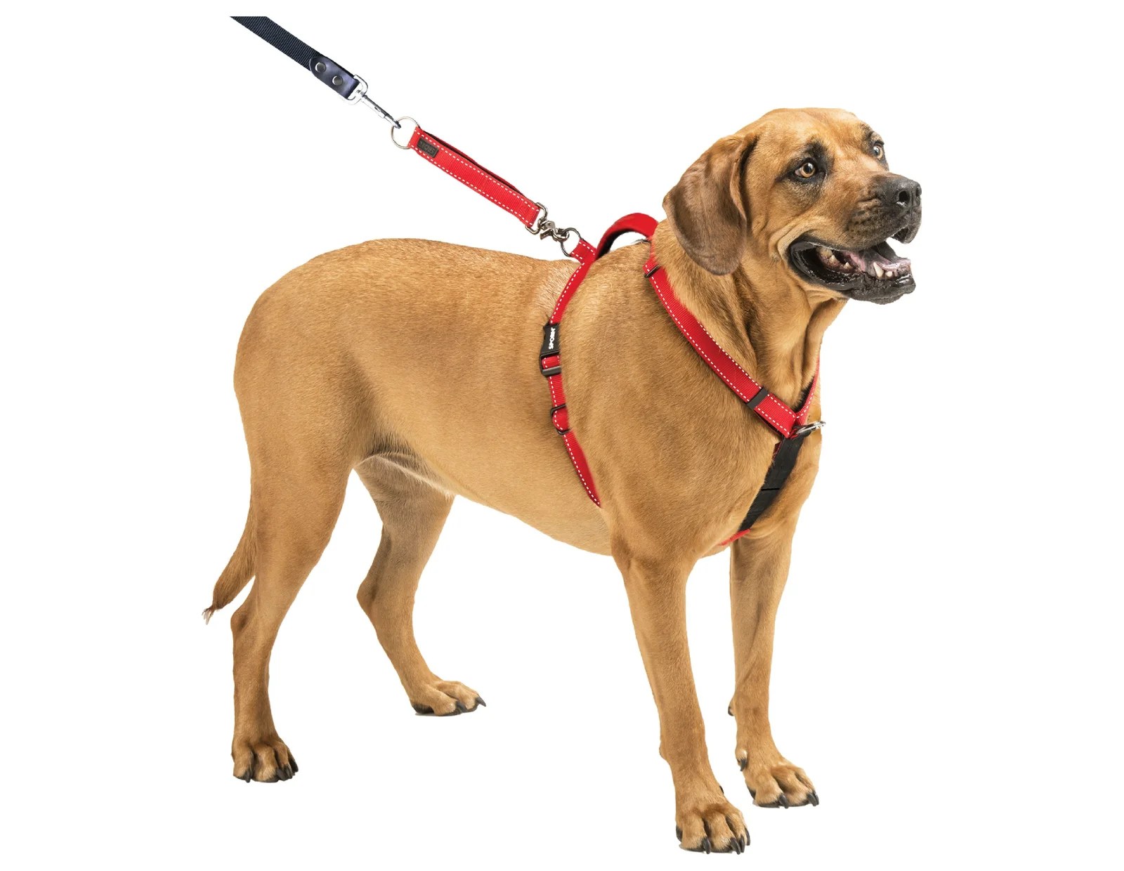 Most Comfortable Dog Harness COMFORT