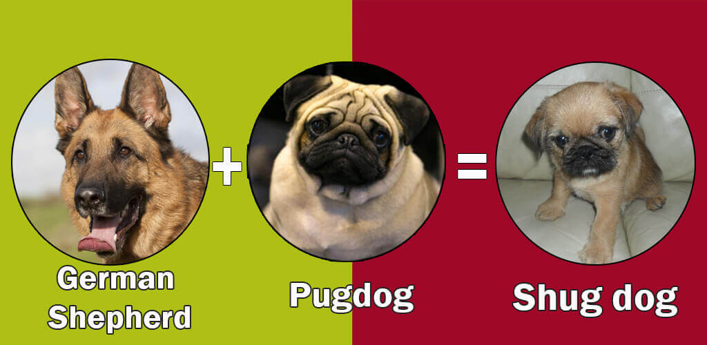 Top 10 cross breeds (designer) of pug dog by