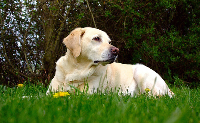 Border Collie Lab Mix History, Characteristics & Care