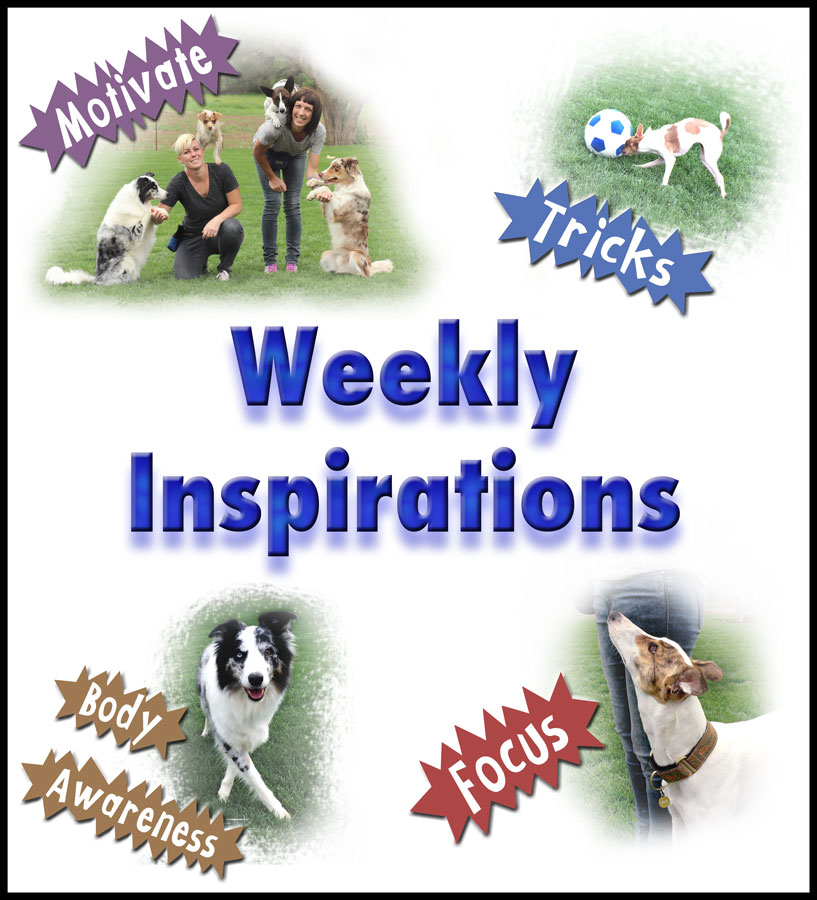 10 Kikopup Members Videos Dogmantics Dog Training