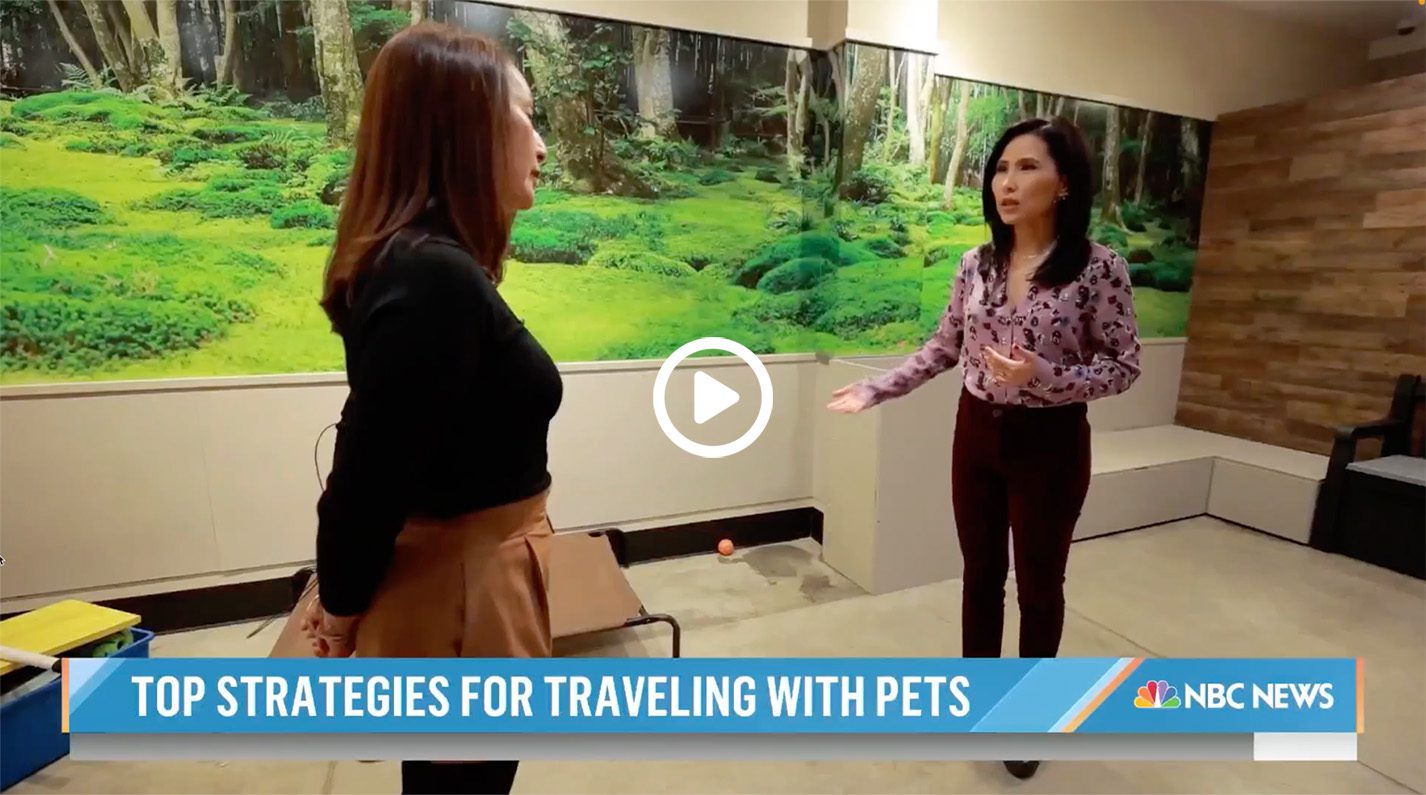 How Much Does Dog Daycare Cost In Nyc