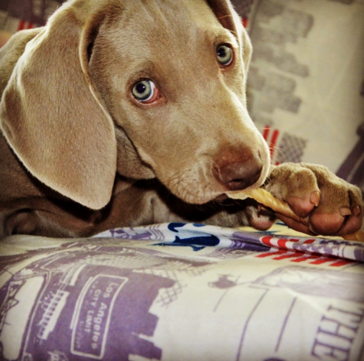 Mi perro se sube al sofá y no quiero que lo haga. Que puedo hacer