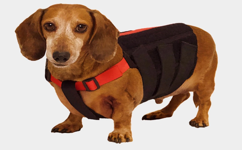 WiggleLess Back Brace Review 1 Back Stability Aid For Dogs