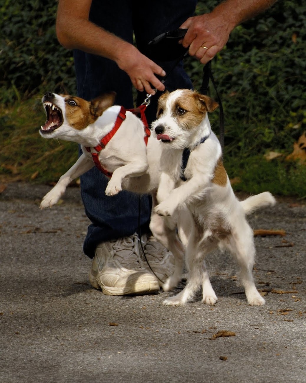 to Dog Nerd Home Dog Training Winnipeg