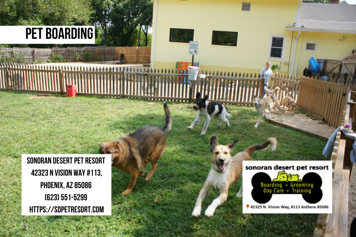 Pet Boarding Sonoran Desert Pet Resort Call us at (623) 5515299