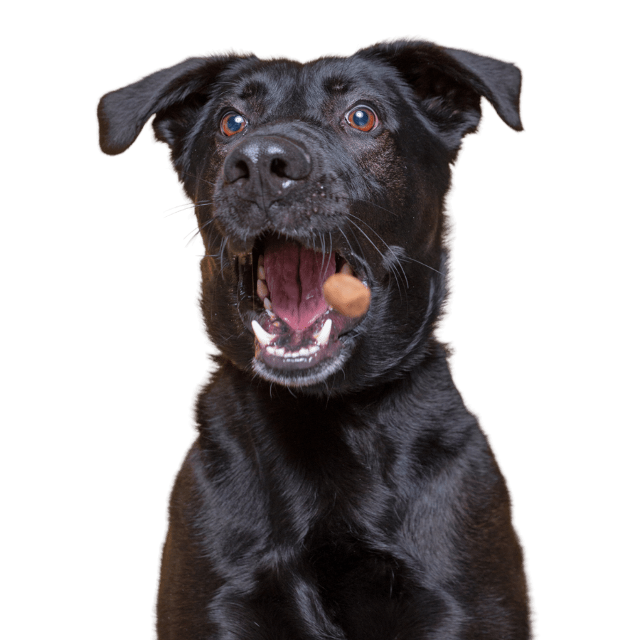 Dog Food Brands Dog Nutrition DB