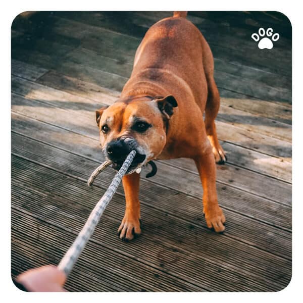 Dog Running Away from Me. How to Prevent It. Dogo App