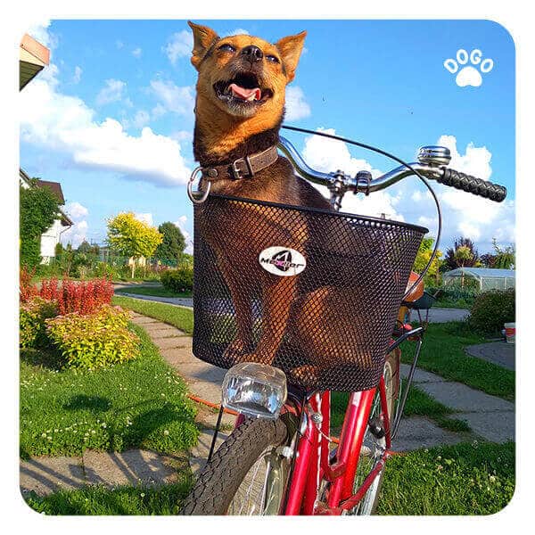How to Take Your Dog on a Bike Ride Dogo App