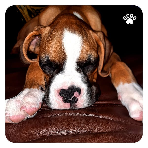 Does My Dog Love Me? How to Tell Dogo App