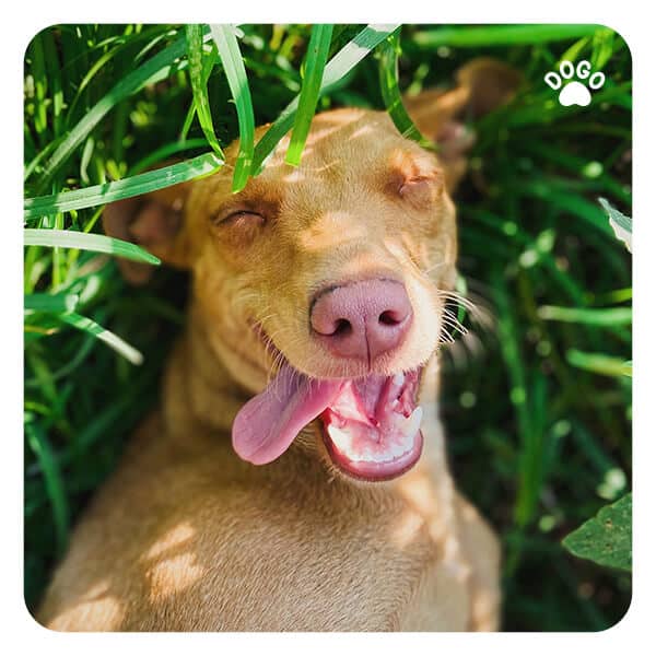 Dog Care Archives Dogo App