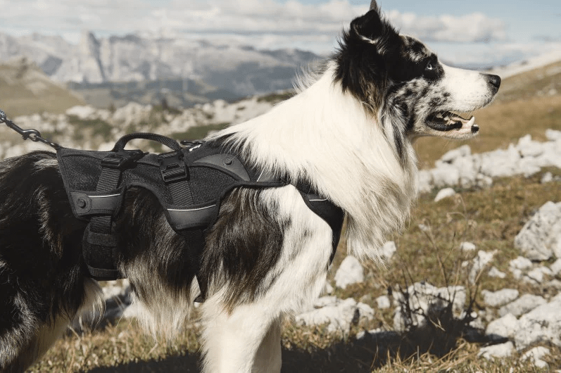 DOGO תיק גב לכלב Hurtta Trail Pack