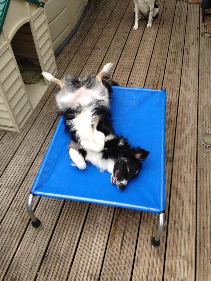 The Original HiK9 raised dog bed Ruth on an Adventure