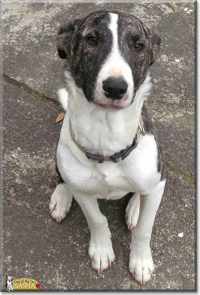 Border Collie Greyhound Mix