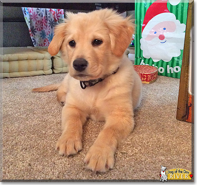 River Golden Retriever mix January 22, 2014
