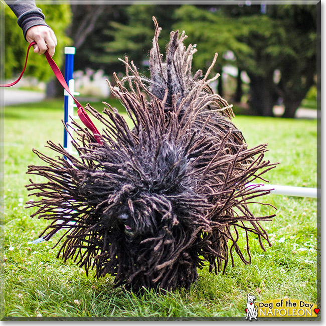 Napoleon Puli April 27, 2015