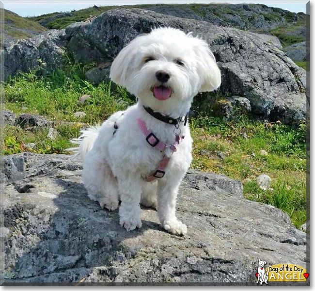 Chinese Crested Powder Puff Poodle Mix