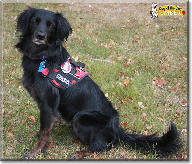 Ember the Australian Shepherd/Golden Retriever mix Dog