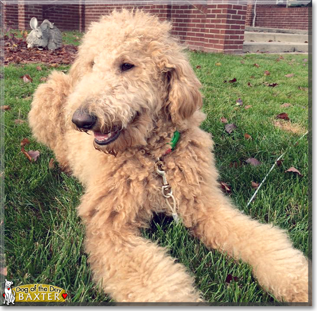 "Baxter the Golden Retriever, Poodle mix" Dog of the Day December 07, 2015