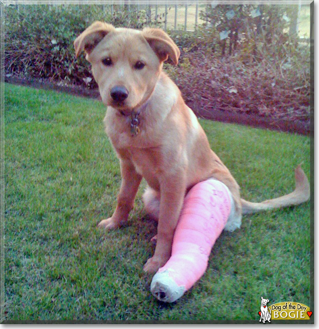 "Bogie the Labrador/Coyote mix" Dog of the Day December 21, 2015