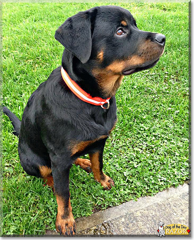 Razor Rottweiler January 2, 2015