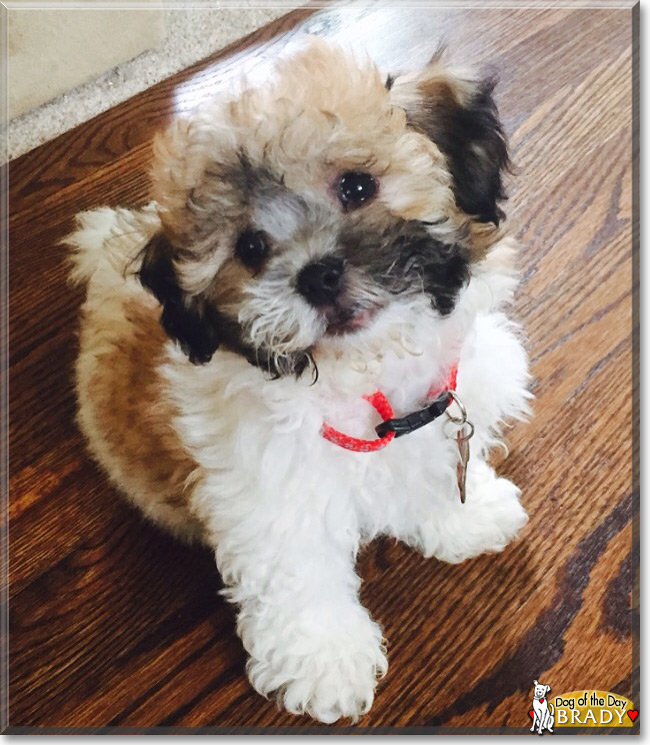 Bichon Frise Shih Tzu Mix Full Grown