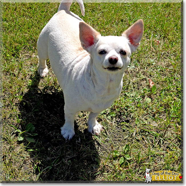 "Elliot the Chihuahua/Poodle mix" Dog of the Day