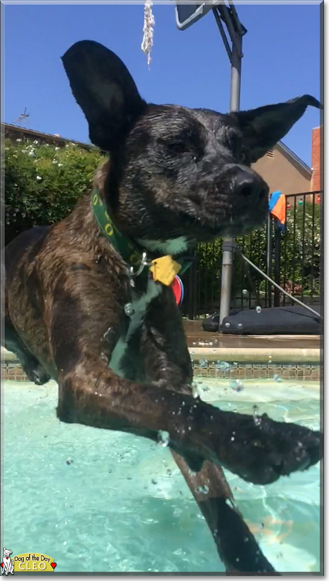 Cleo Rottweiler, Greyhound, Australian Shepherd mix April 12, 2016