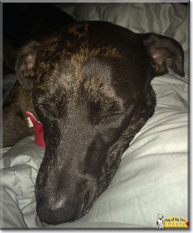 Cleo Rottweiler, Greyhound, Australian Shepherd mix April 12, 2016