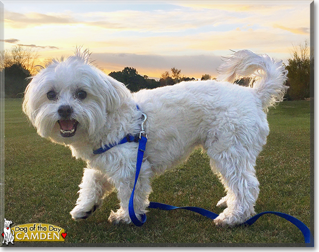 Camden Maltese Poodle Mix April 13, 2016
