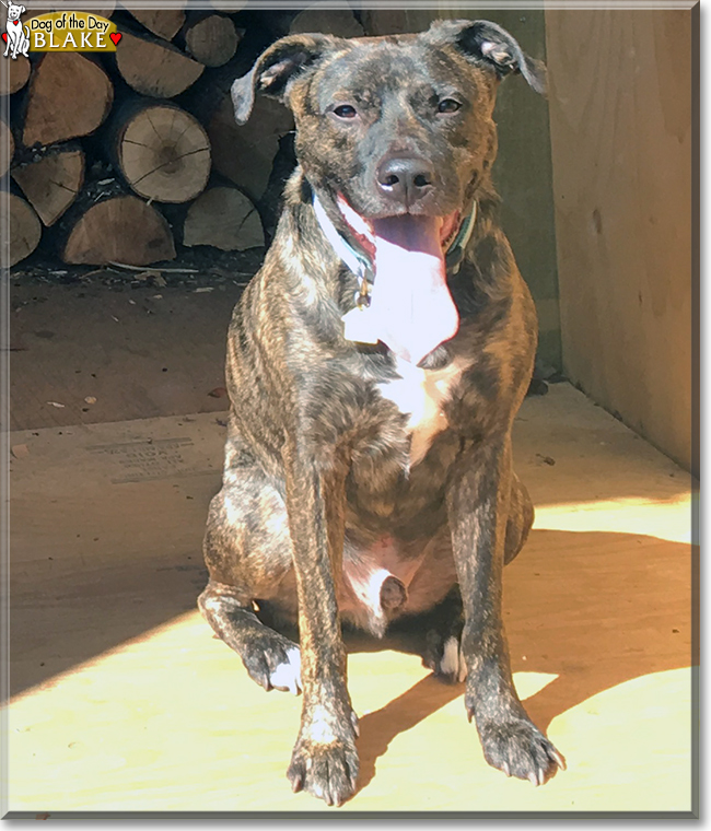 Full Grown Pitbull Lab Mix Brindle Photos All