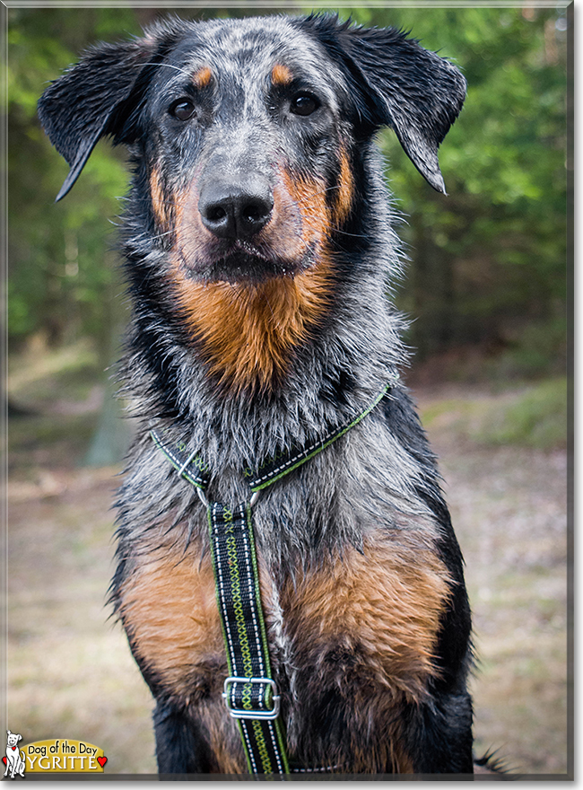Harlequin Beauceron