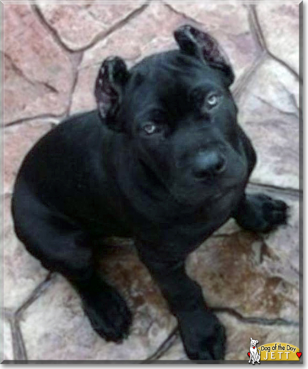 Jett Black Cane Corso August 19, 2016
