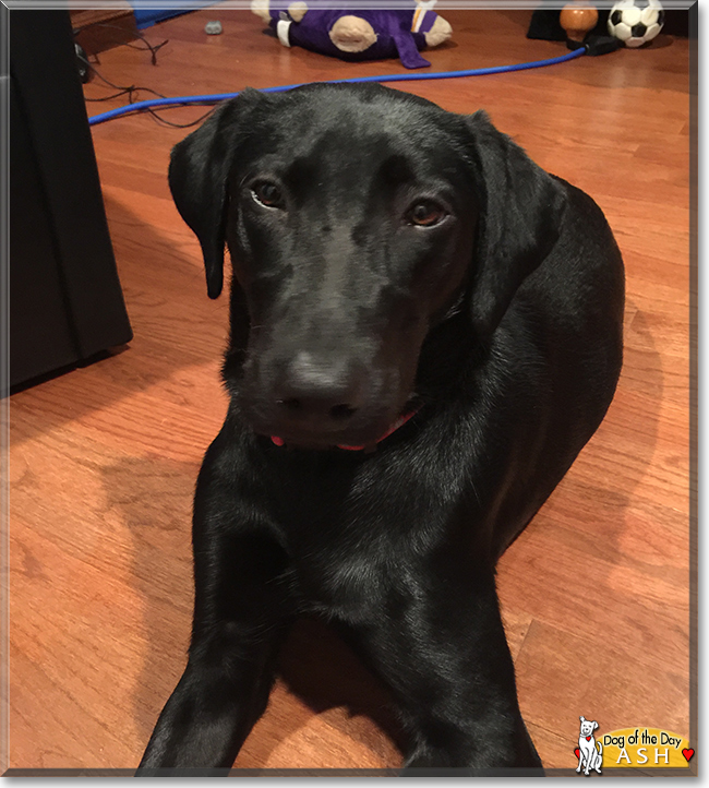 Ash Labrador Retriever/Greyhound mix February 15, 2016