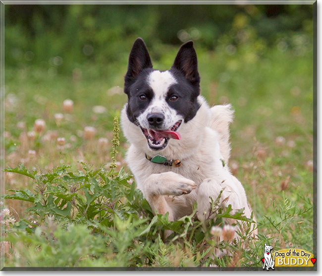 Buddy Border Collie/Blue Heeler mix January 9, 2016