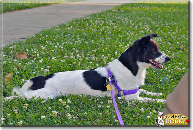 Dobby Border Collie/Rat Terrier Mix July 26, 2016