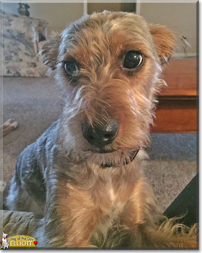 Elliott German Shepherd mix June 23, 2016