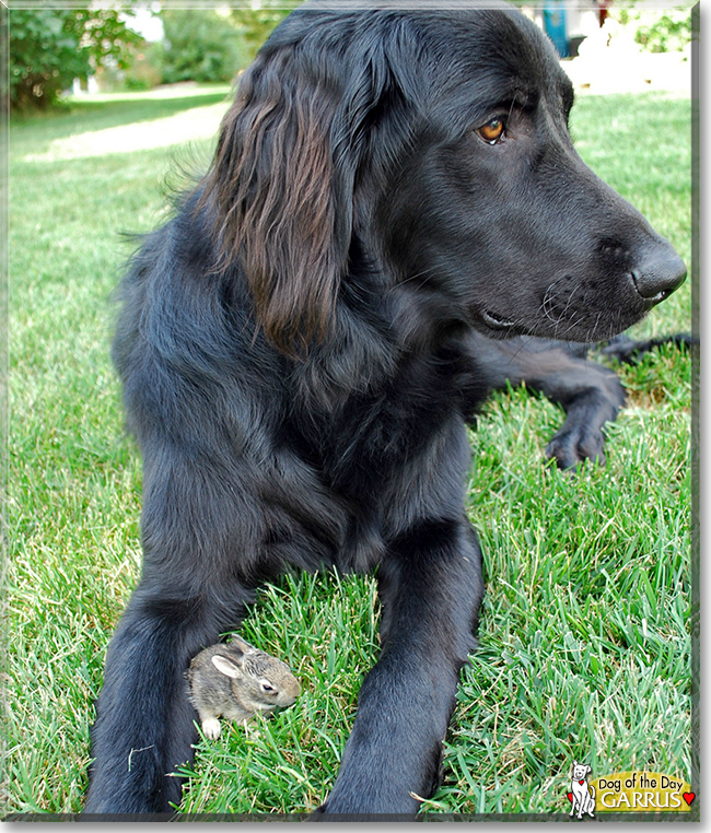 Garrus Golden Retriever, Great Pyrenees, Labrador mix May 08, 2016