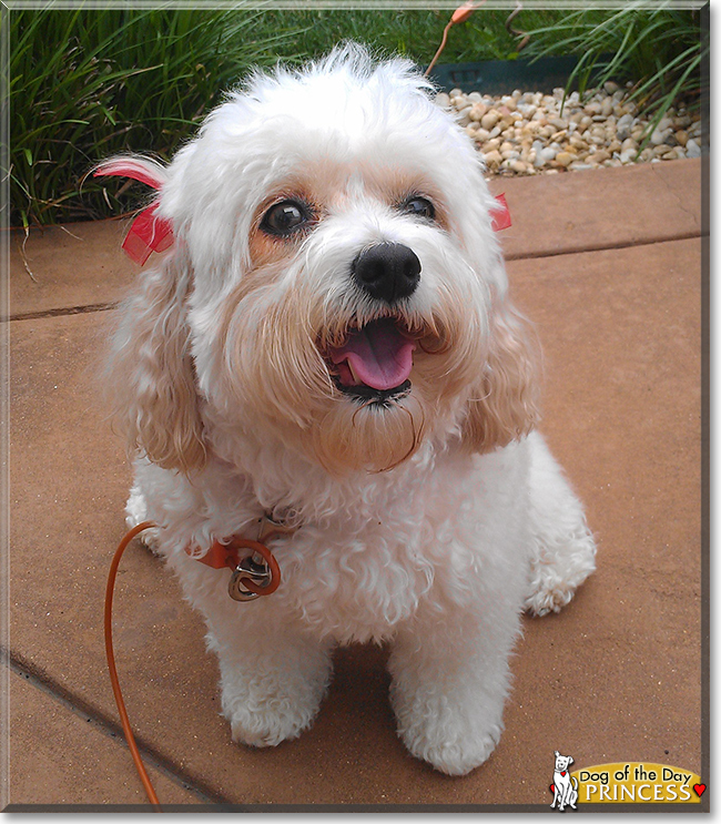 Princess Bichon/Cavalier May 18, 2016