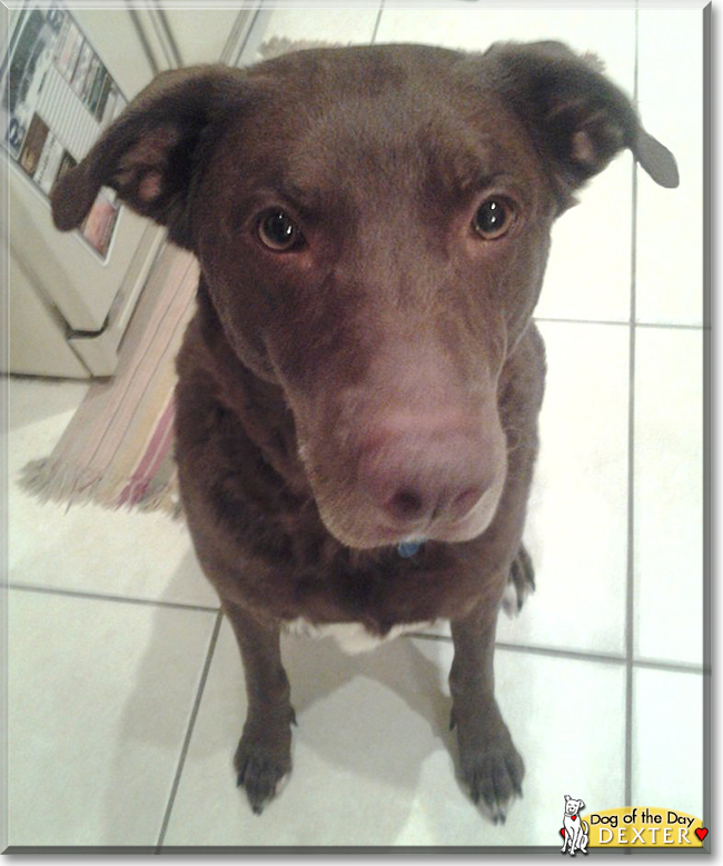Australian Shepherd Chocolate Lab Mix Full Grown