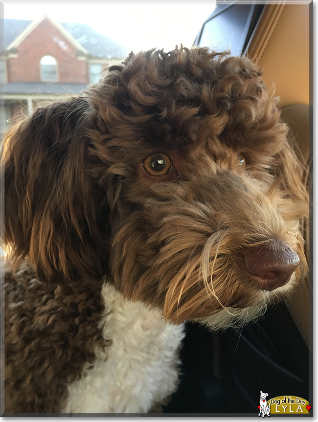 Lyla Labrador/Poodle mix December 26, 2017