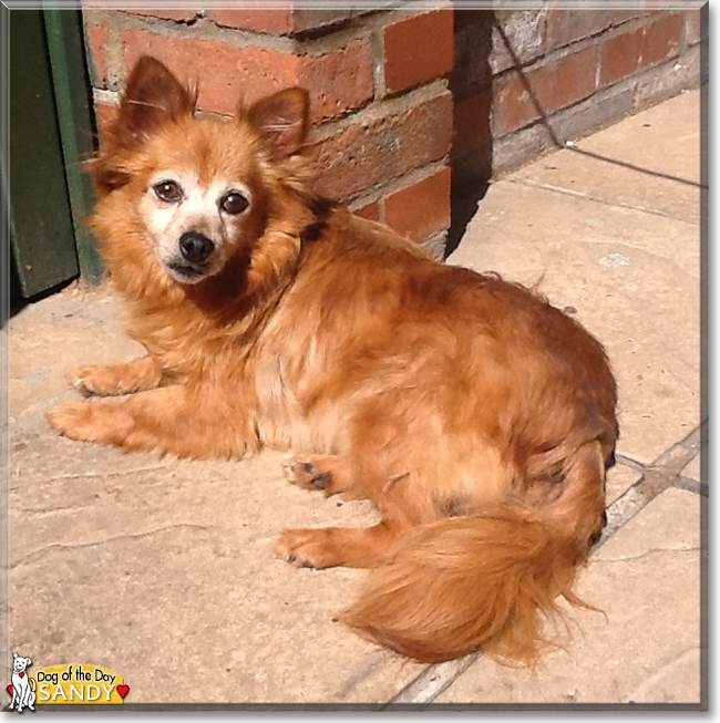 Sandy Pomeranian, Chihuahua mix July 3, 2017
