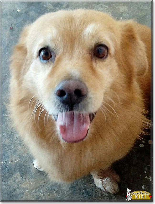 Kiri Pomeranian/Pekinese mix June 28, 2017