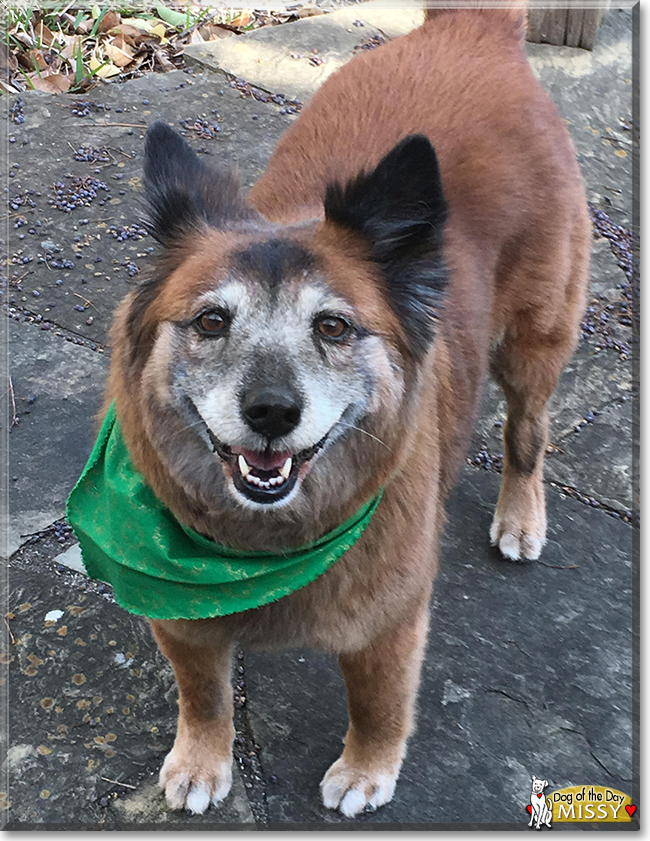 Missy Chow Chow/Keeshond mix May 7, 2017