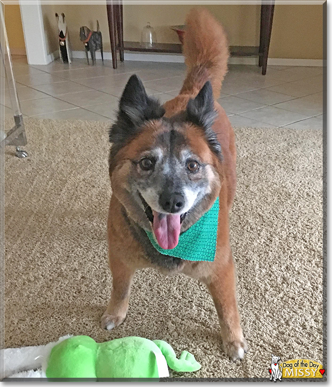 Missy Chow Chow/Keeshond mix May 7, 2017