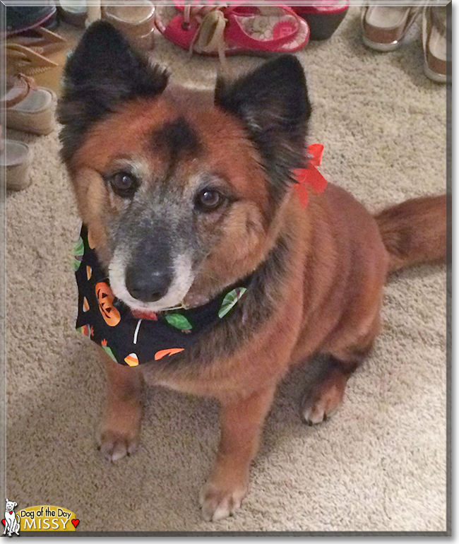 Missy Chow Chow/Keeshond mix May 7, 2017